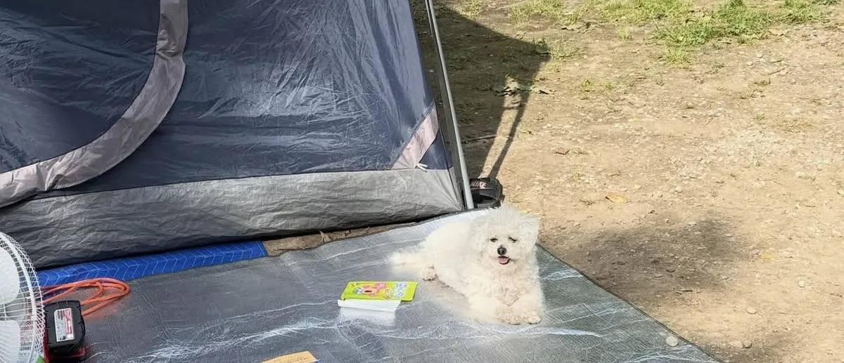 Our small white dog resting on a mat in front of a tent at a campsite