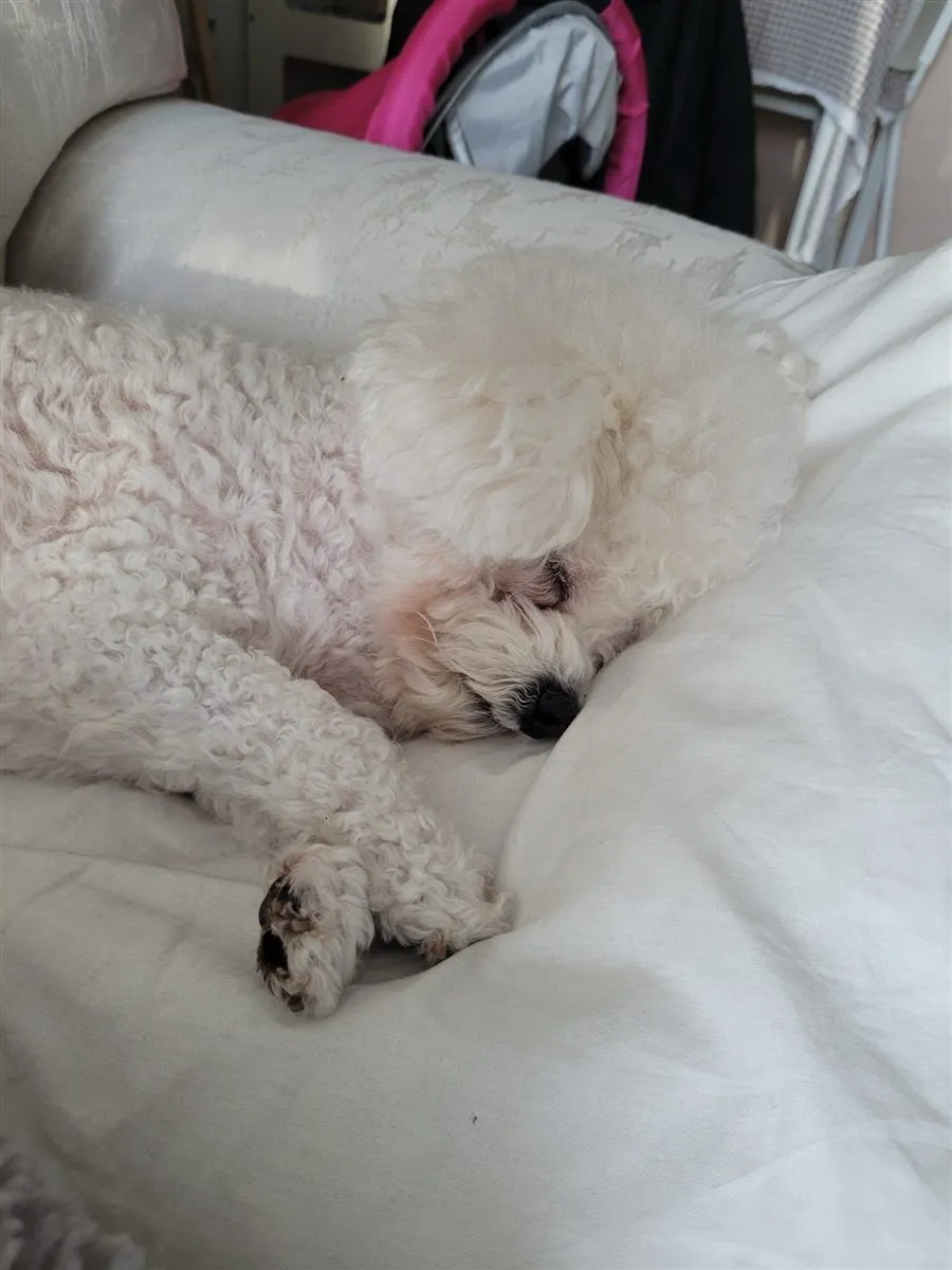 Cha Cha, our senior white Bichon Frise, asleep on a bed with her head resting on a pillow.
