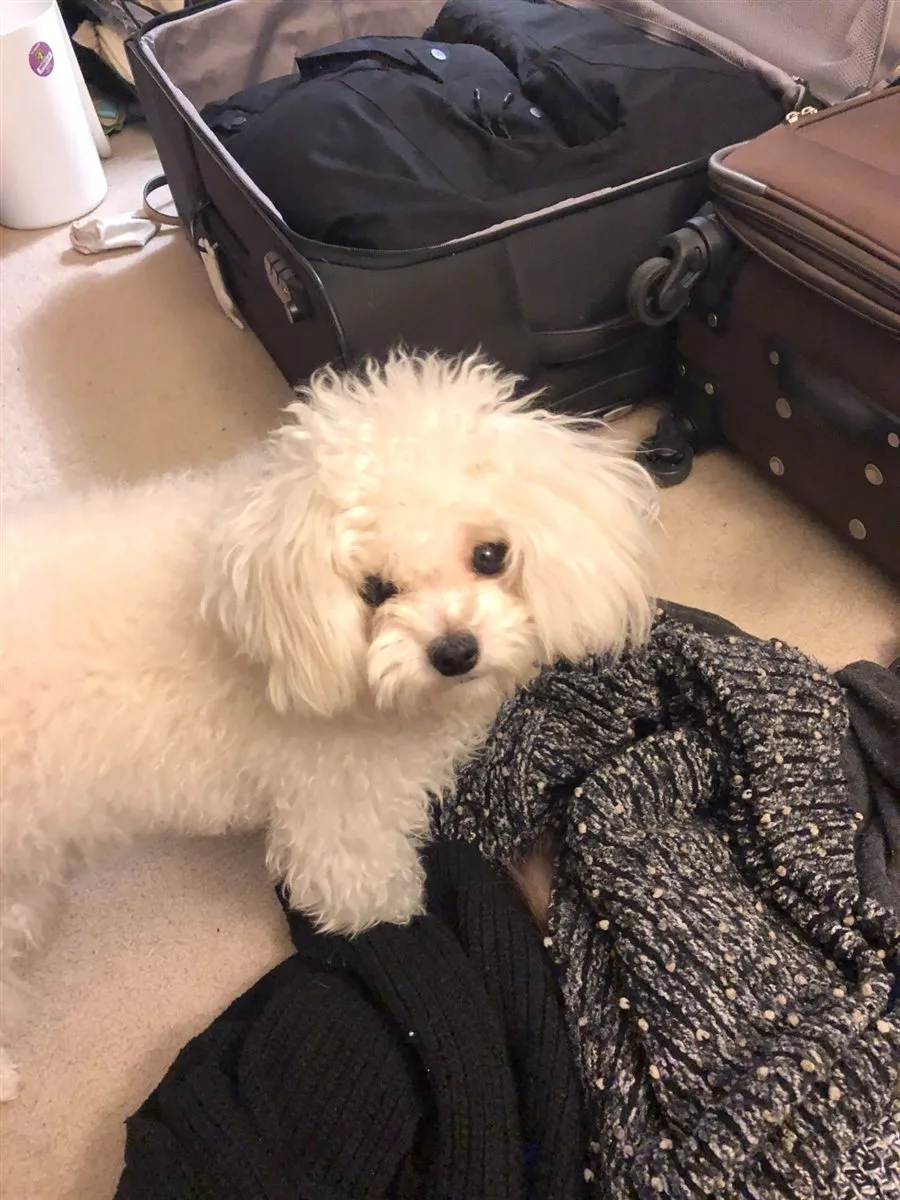 Cha Cha, a small white Bichon Frise, standing beside an open suitcase on a carpet and looking up at the camera.