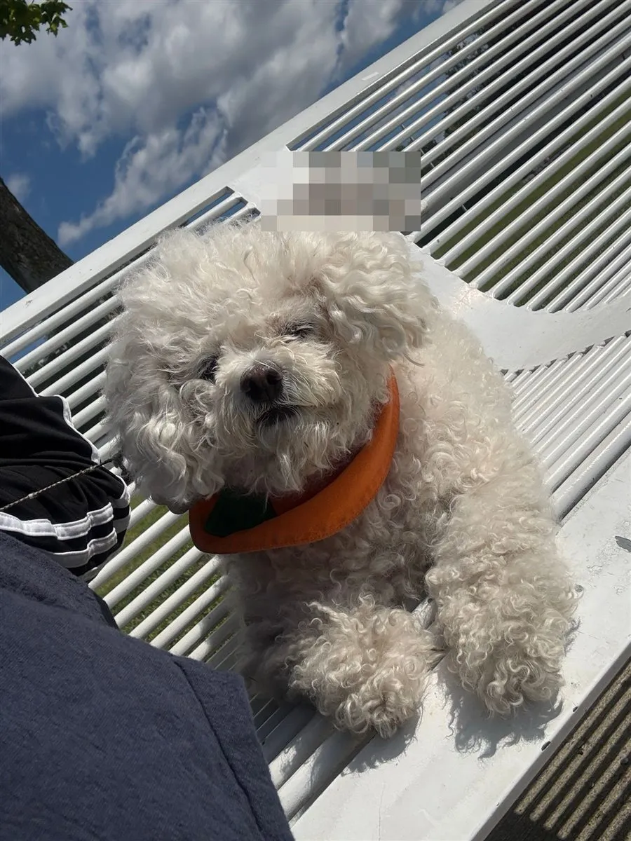 Cha Cha, a fluffy white Bichon Frise wearing an orange bandana, resting on a white park bench in the sun.