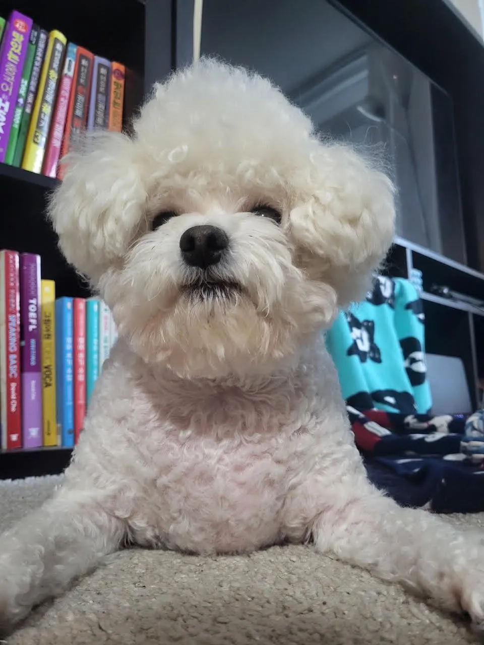 Cha Cha, our senior white Bichon Frise, lying on a carpet and looking straight at the camera.