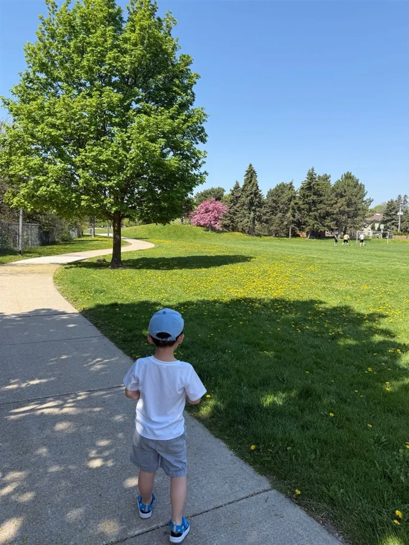 A small boy in a light blue cap and a white T-shirt, seen from behind, walking along a path through a sunny park with a large green tree and a field of dandelions.